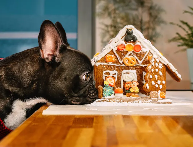 Dog looking at Gingerbread house